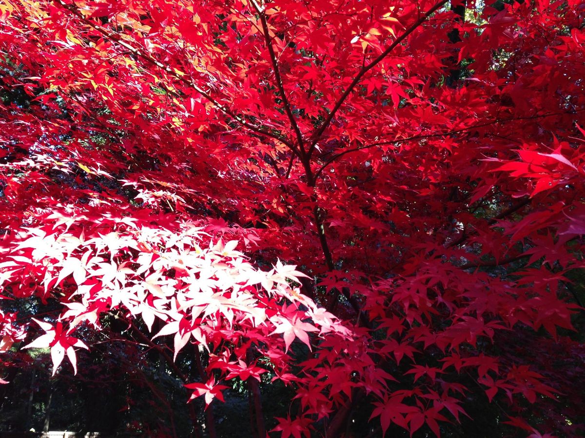 平林寺の紅葉