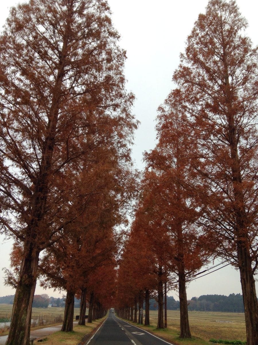 琵琶湖で紅葉狩り [i:236]
