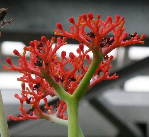 大阪府立花の文化園でロケハンしておりました。