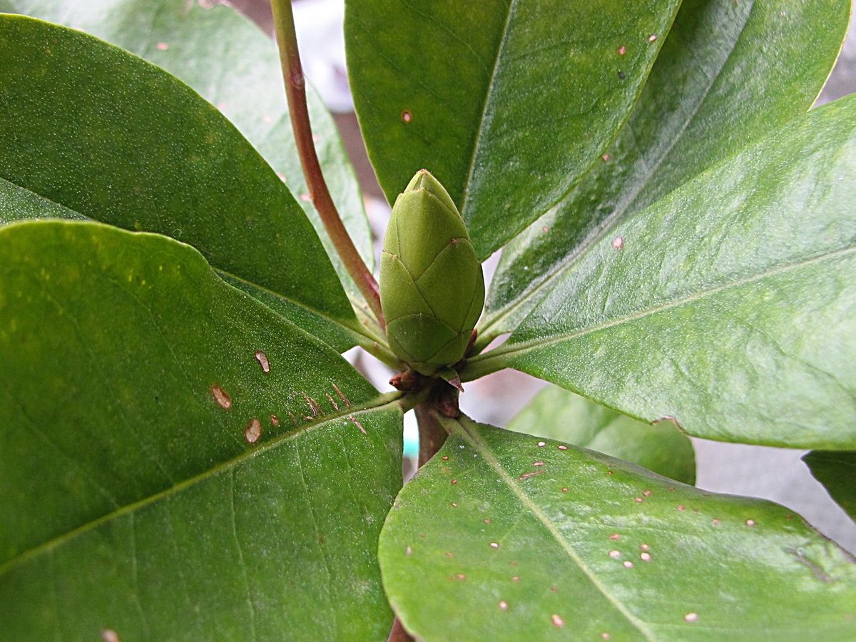 熱帯花のつぼみ