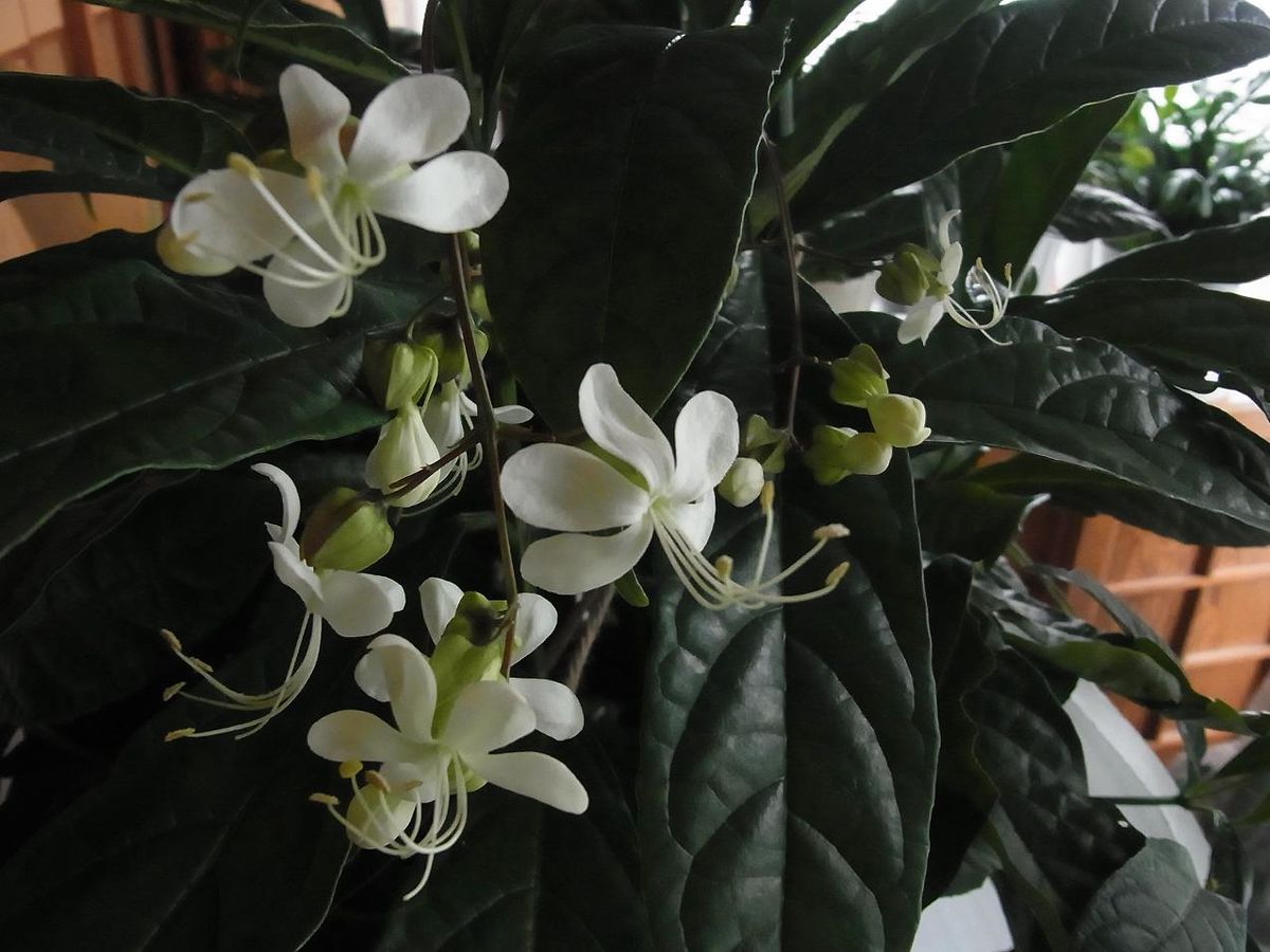 植物園で見て欲しくなる！