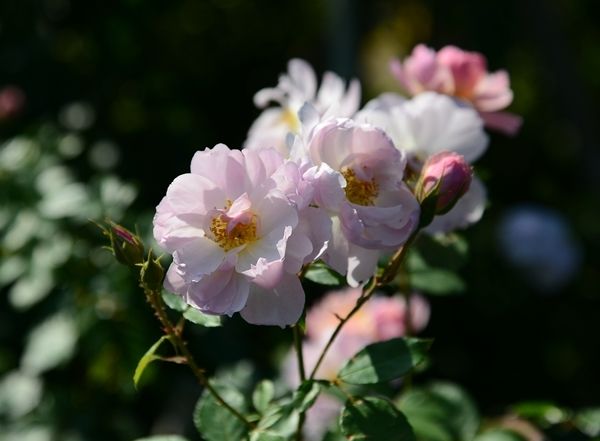 初冬の花