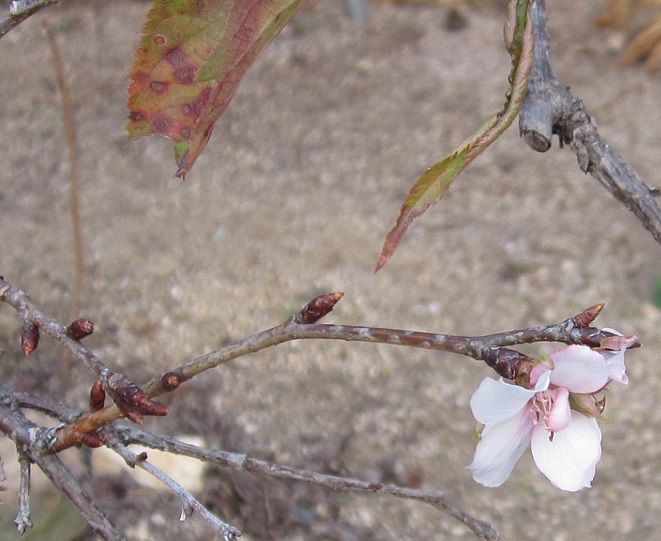 桜が咲いた