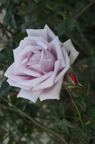 咲いているデルバールの花