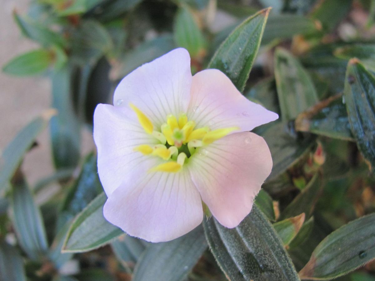 ヒマラヤンオパールの花