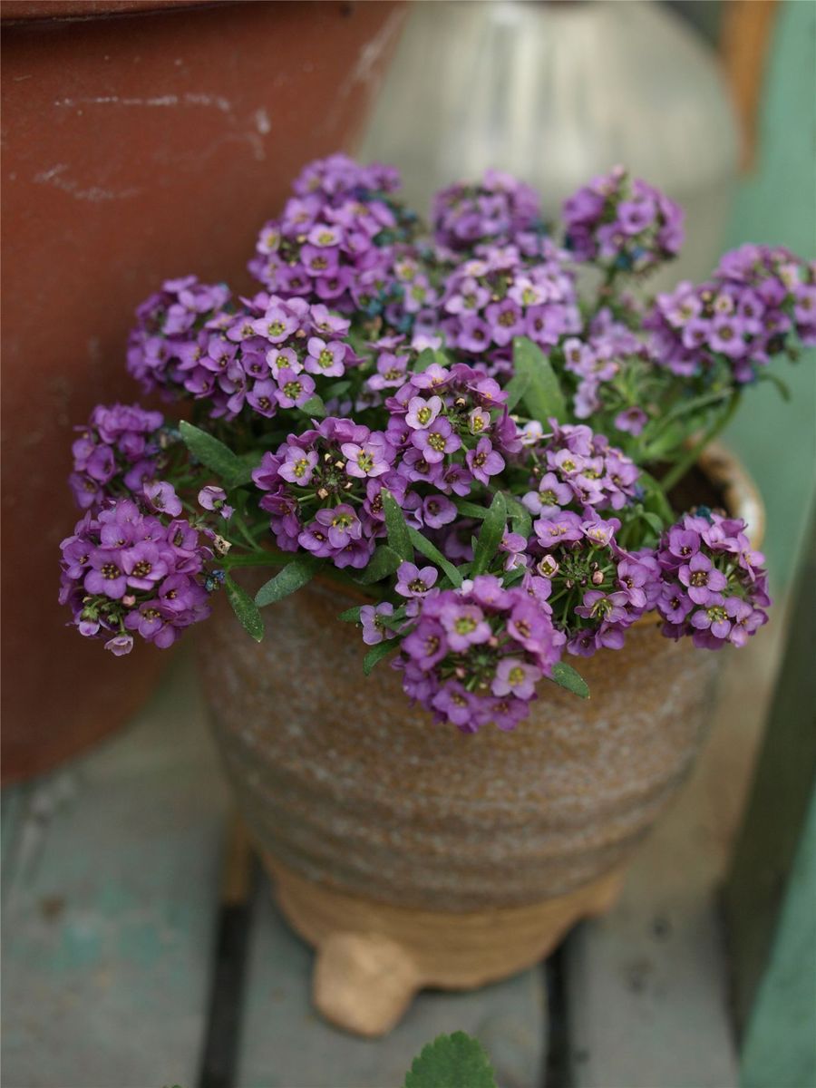 お気に入りの鉢に植えたのは