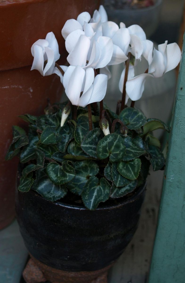 お気に入りの鉢に植えたのは