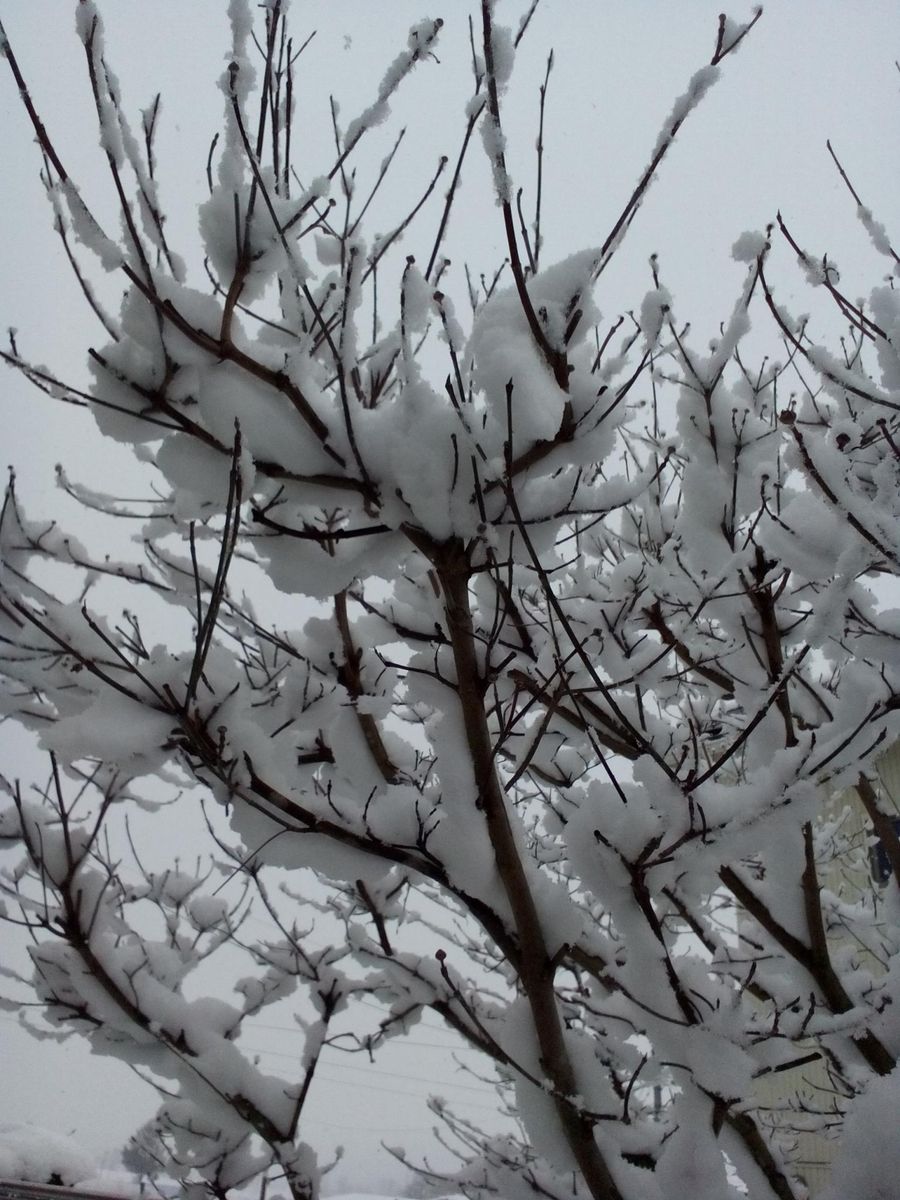 雪が降っています