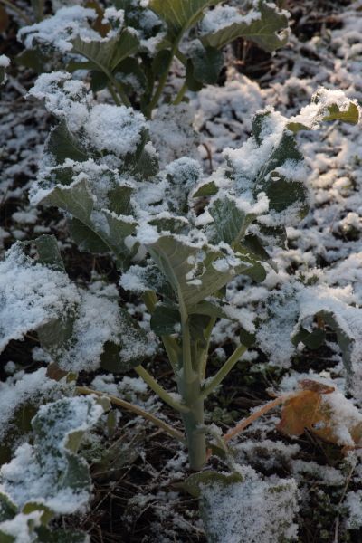 雪が来た