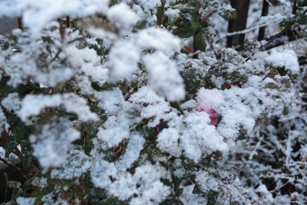 雪が来た