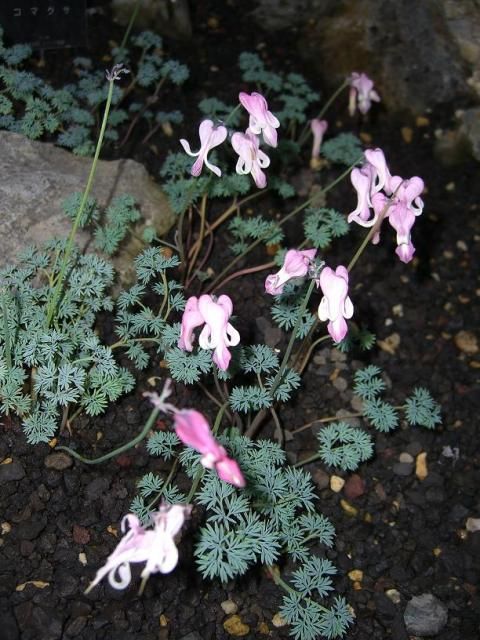 今頃咲くの？･･･「咲くやこの花館」続き！