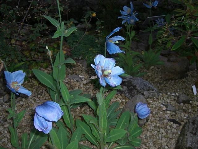 今頃咲くの？･･･「咲くやこの花館」続き！