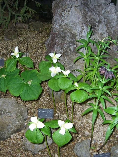 今頃咲くの？･･･「咲くやこの花館」続き！