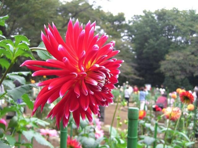 「神代植物公園」