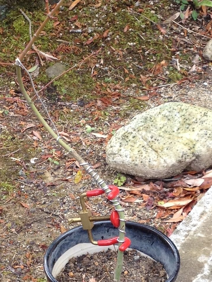 モミジの針金掛けとデンマークカクタスの水やり