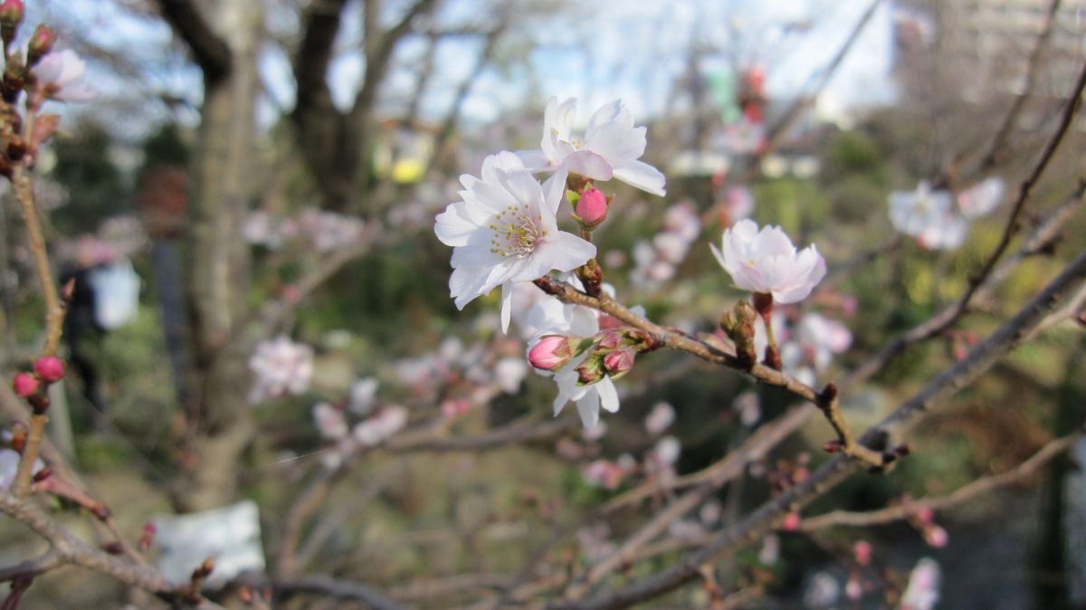 何を植えますか？