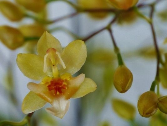 開花寸前です