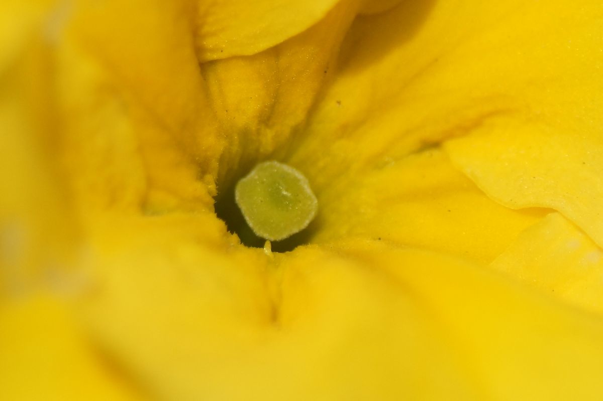 我が家の庭　（雌蕊の写真）