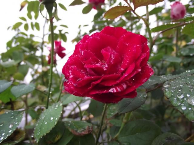 台風の雨Ⅰ