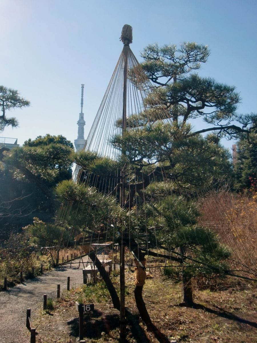 【園芸LOVE 原田が行く】東京スカイツリー近くの向島百花園に大きな「春の七草」