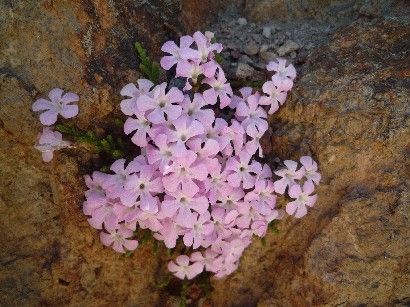 旅で見た花　③　おしまい