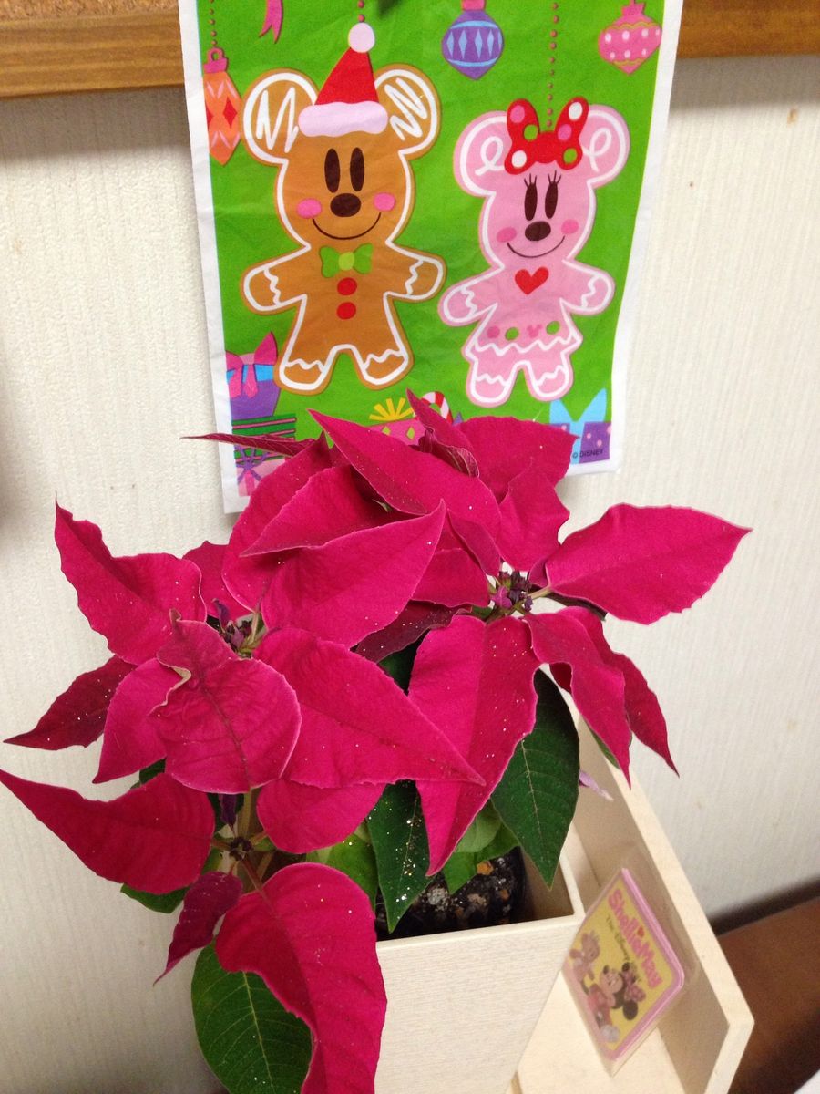 メリークリスマス☆*:.｡. o(≧▽≦)o .｡.:*☆