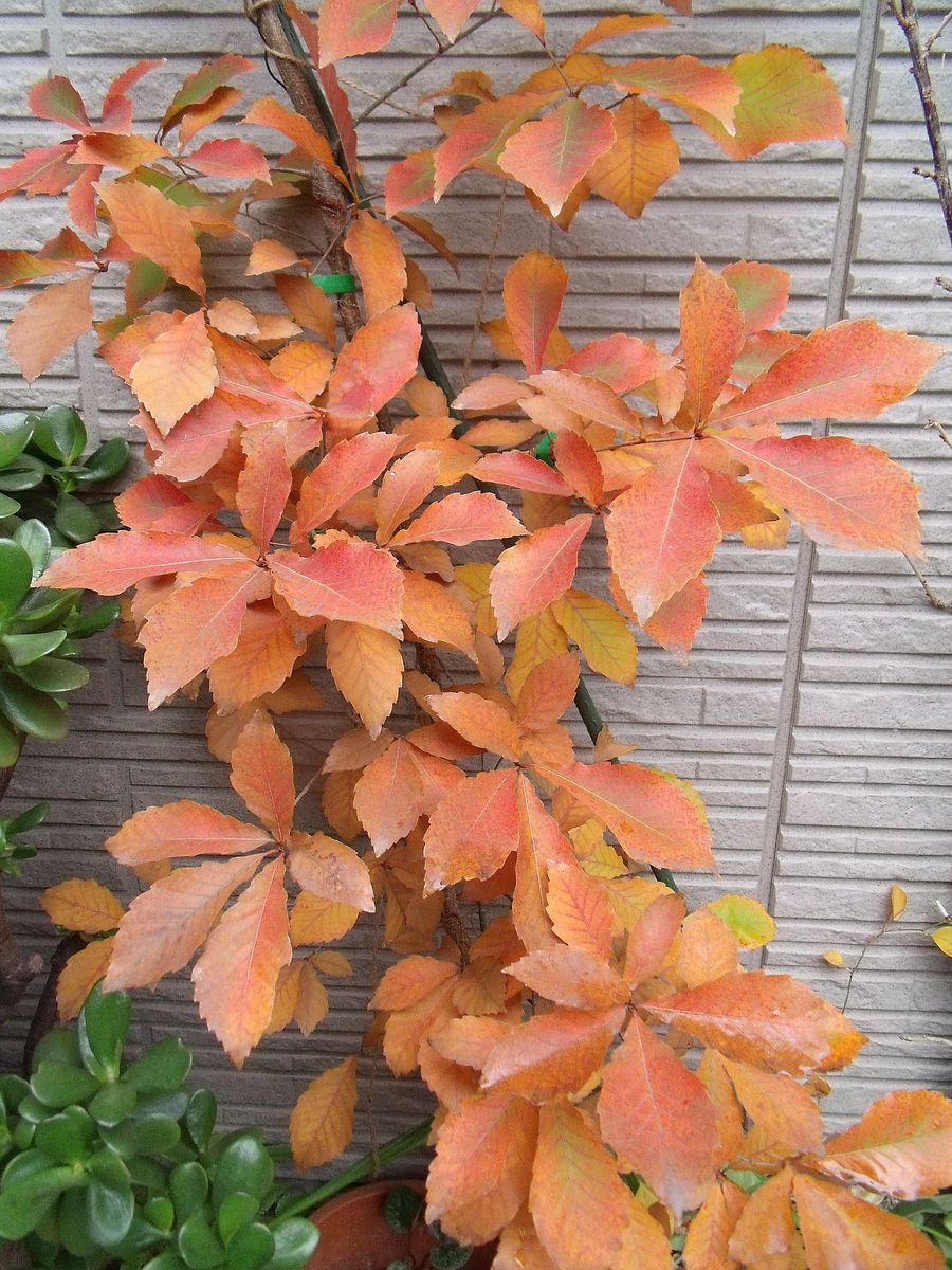 トムソンツタの紅葉　＆　時期外れの花