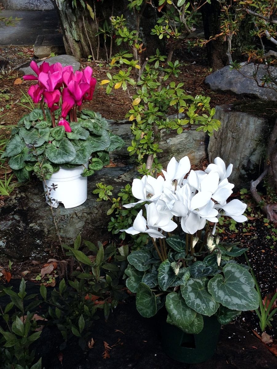 そぼ降る雨の中の園芸作業