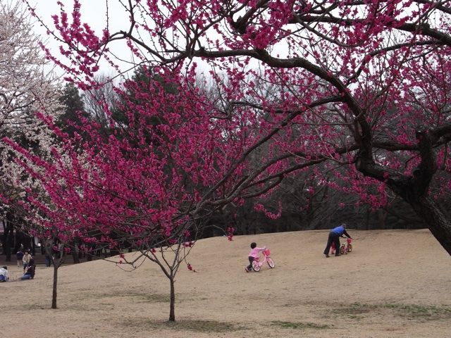 武蔵野公園と野川公園に行ってきました