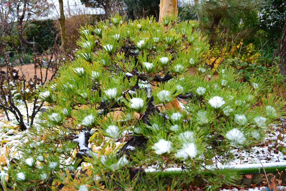 雪の花