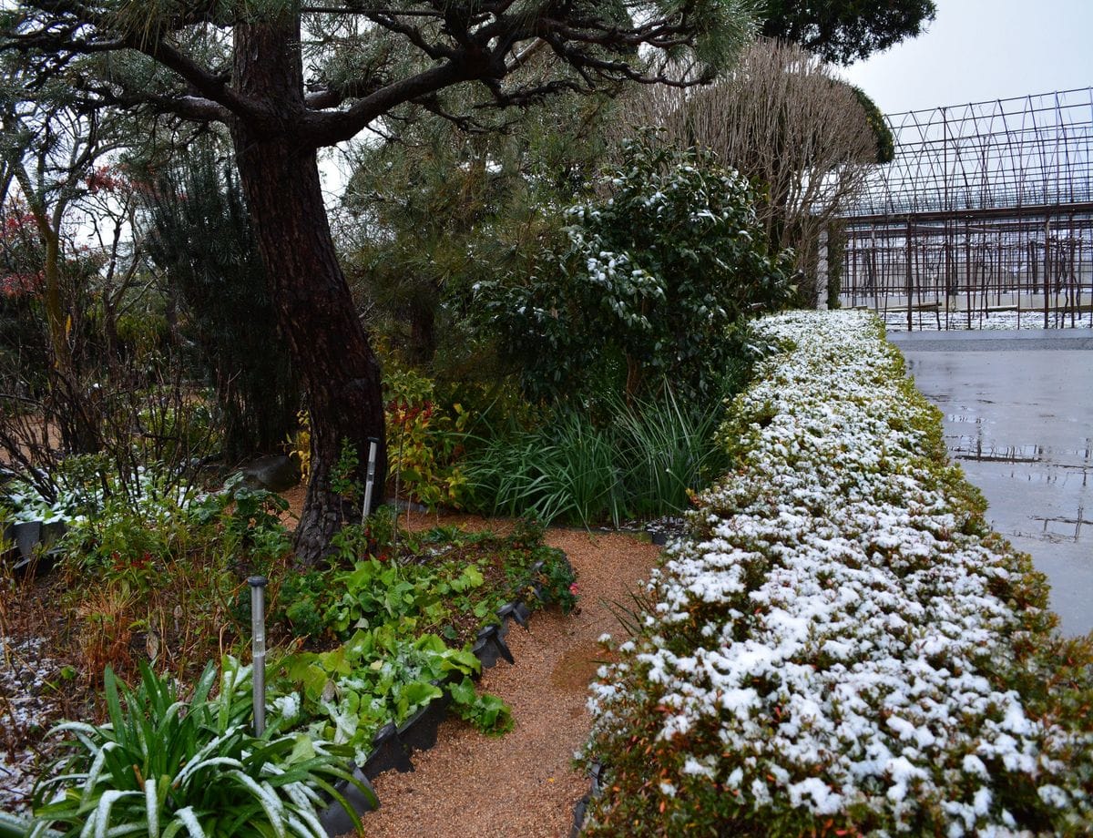 雪の花