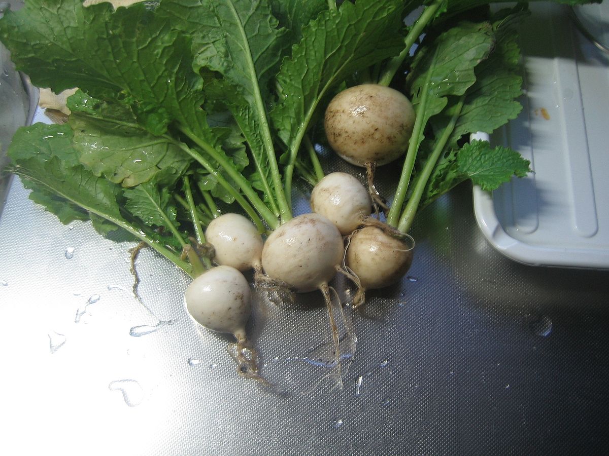 今年最後の野菜収穫