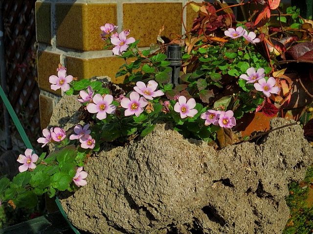 大晦日の花