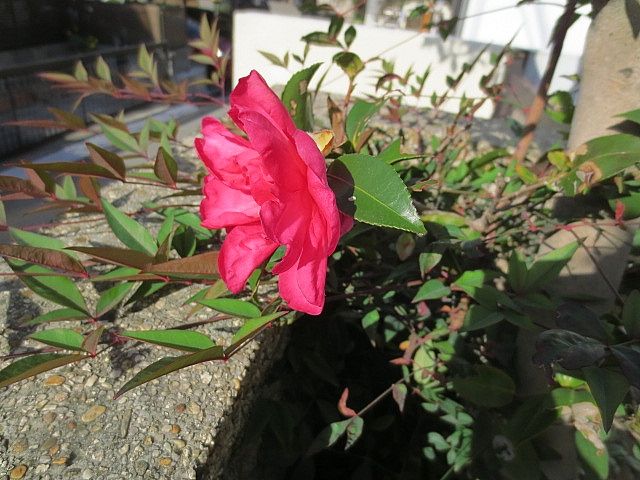 庭の花木