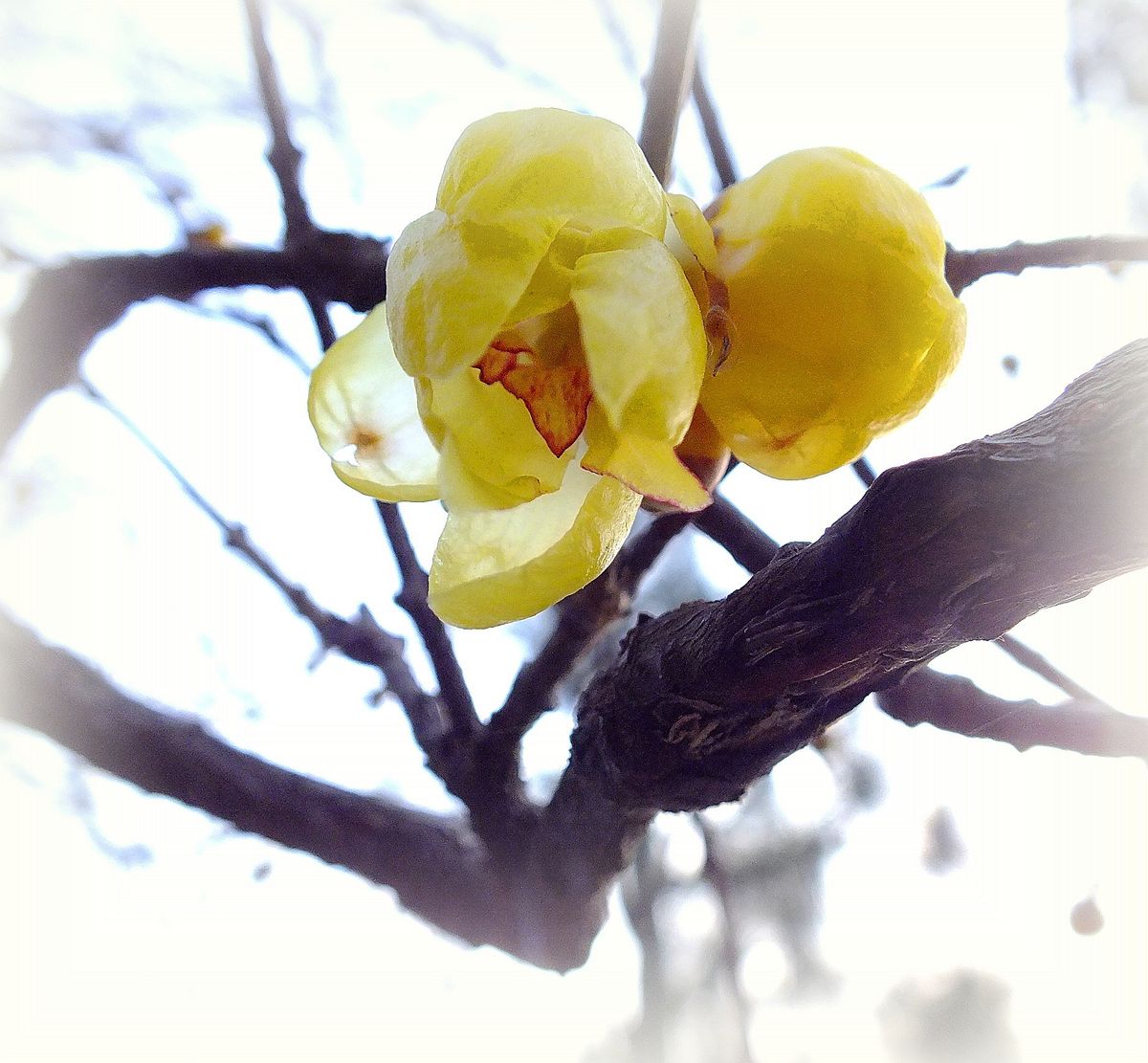 黄色の花