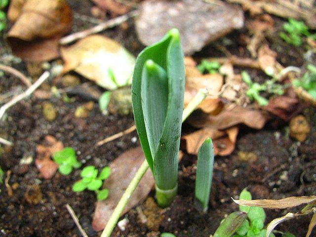 芽がでてたよ～