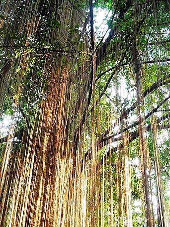 台北植物園