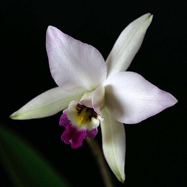 L. anceps f. semialba