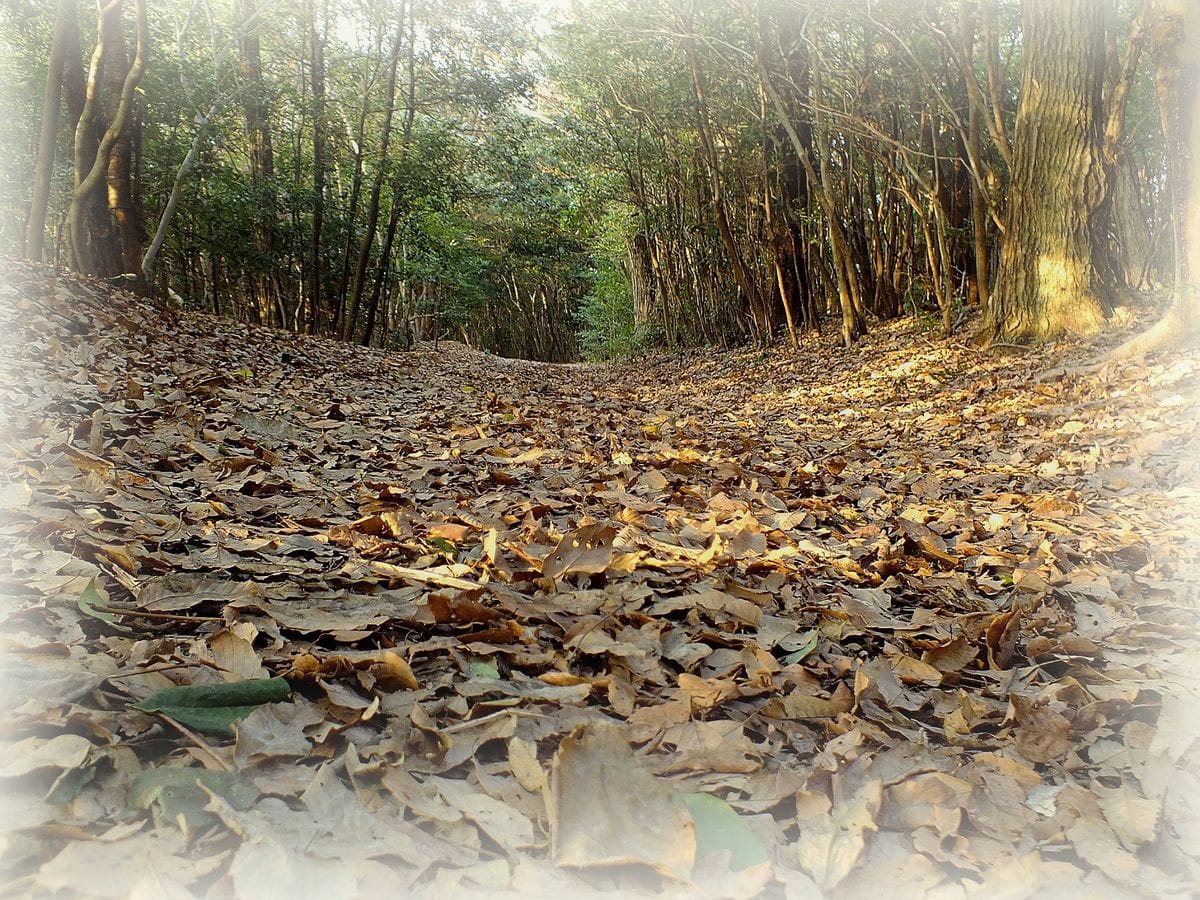 裏山の散歩