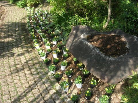 チューリップの植えつけ