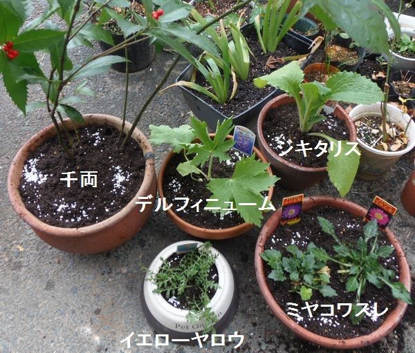 植えました