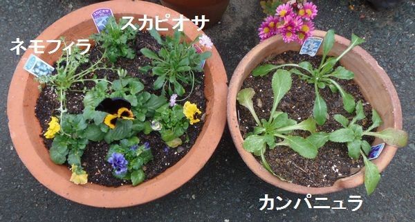 植えました