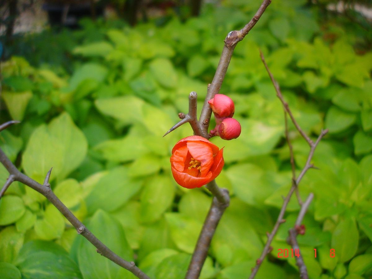 寄せ植え無事です～