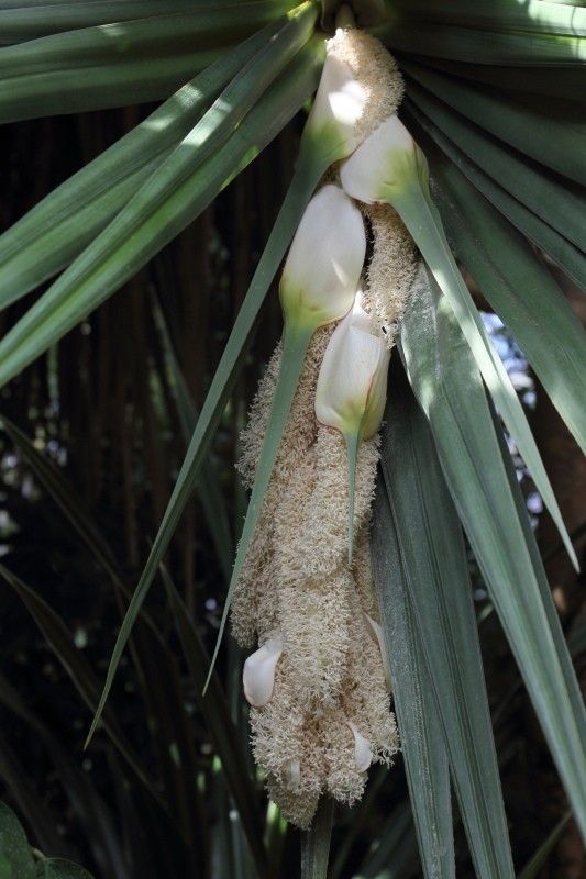 タコノキに花が