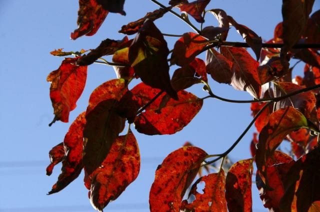 我が家の紅葉