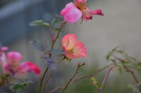 池田の温室の傍のバラ