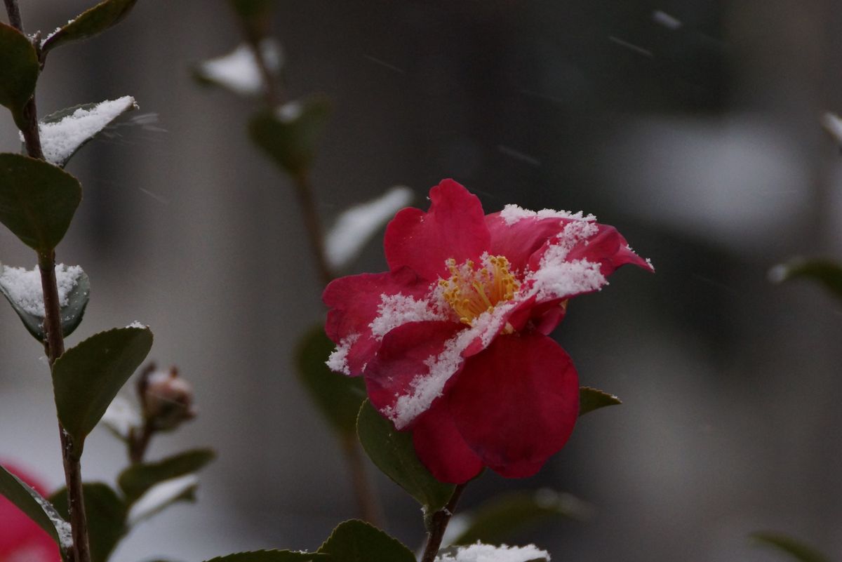 我が家の庭（初積雪）