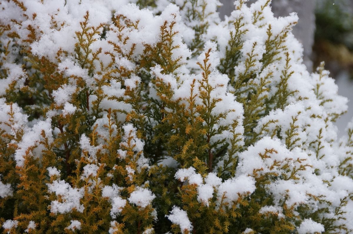 我が家の庭（初積雪）