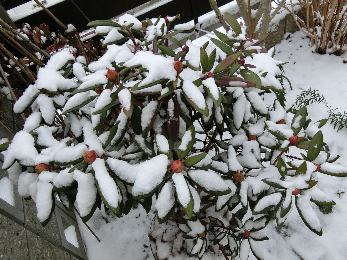 雪化粧