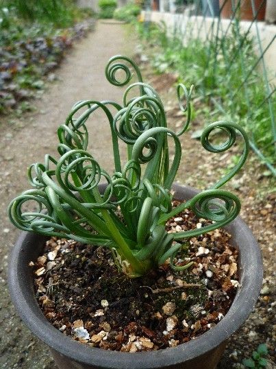 我が家の多肉植物